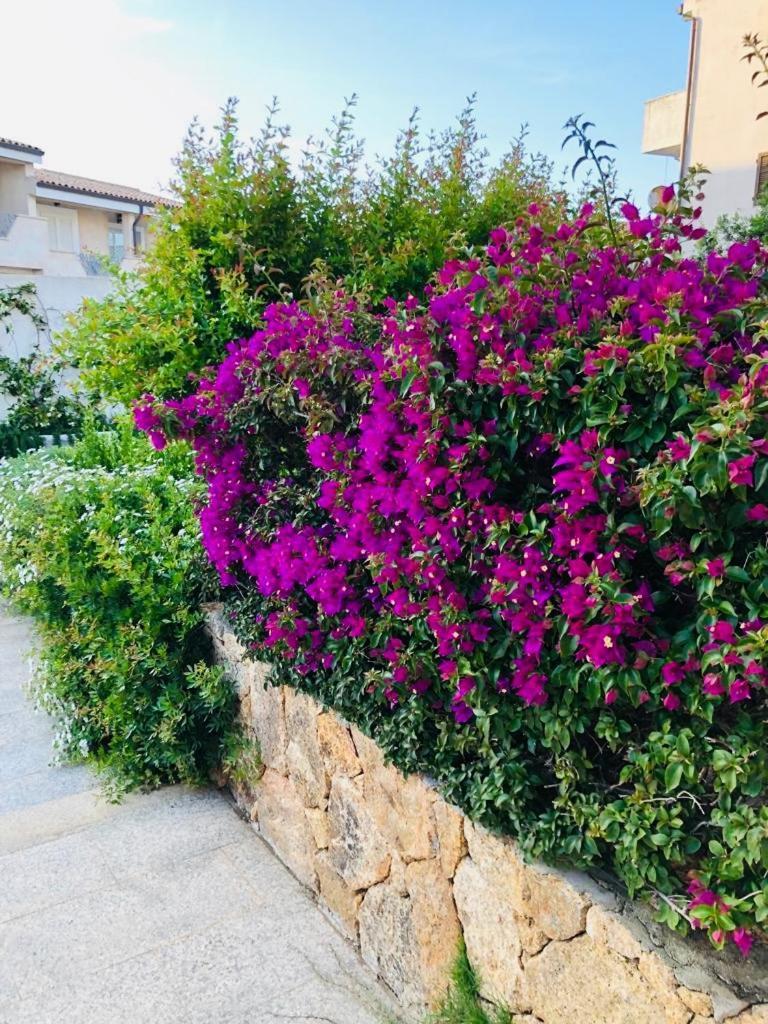 Lotus Wellness Apartment - Resort Ginestre - Palau - Sardinia Ngoại thất bức ảnh
